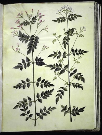 Jasminum officinale (Jasmine) tekijältä Hans Simon Holtzbecker