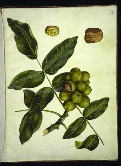 Juglans regia (tavallinen saksanpähkinä) tekijältä Hans Simon Holtzbecker