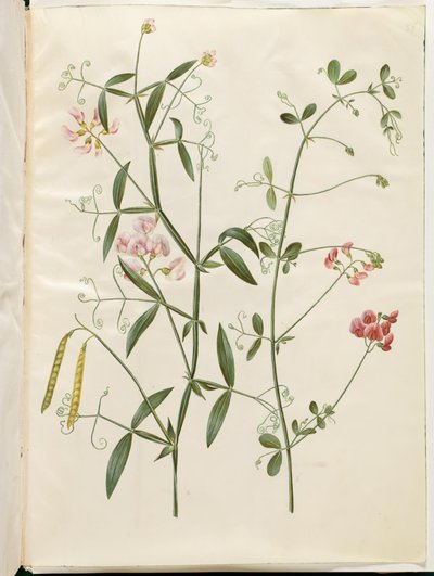 Lathyrus sylvestris (metsän tasainen palko); Lathyrus tuberosus (mukuloiden litteä palko) tekijältä Hans Simon Holtzbecker