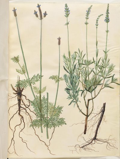 Lavandula multifida (piikkilaventeli); Lavandula angustifolia (aito laventeli) tekijältä Hans Simon Holtzbecker