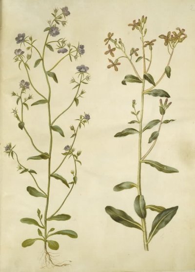 Legousia Venus-peili (ægte venuspejl); surullinen hesperis (natviol) tekijältä Hans Simon Holtzbecker