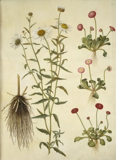 Leucanthemum vulgare (valkoinen häränsilmä); Bellis perennis (tavallinen päivänkakkara) tekijältä Hans Simon Holtzbecker