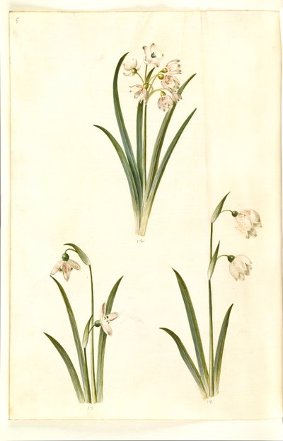 Leucojum aestivum (kesäluumu); Galanthus nivalis (tavallinen lumikello); Leucojum vernum (Dorotea lily) tekijältä Hans Simon Holtzbecker