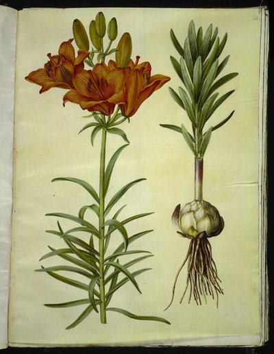 Lilium bulbiferum (tuli lilja) tekijältä Hans Simon Holtzbecker