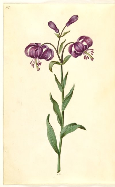 Lilium martagon (seppele lilja) tekijältä Hans Simon Holtzbecker