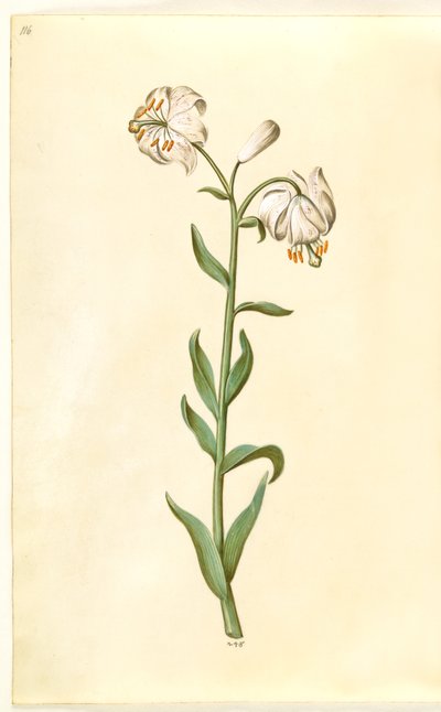 Lilium martagon (seppele lilja) tekijältä Hans Simon Holtzbecker