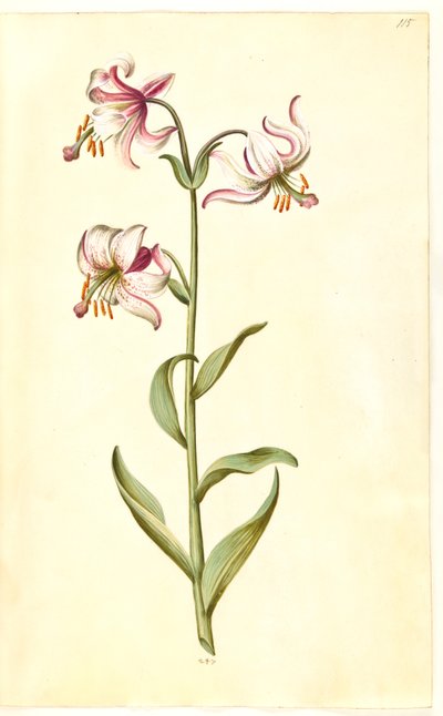 Lilium martagon (seppele lilja) tekijältä Hans Simon Holtzbecker
