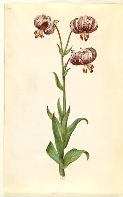 Lilium martagon (seppele lilja) tekijältä Hans Simon Holtzbecker