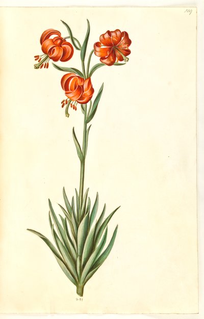Pompon lilja (pompon-lilje) tekijältä Hans Simon Holtzbecker