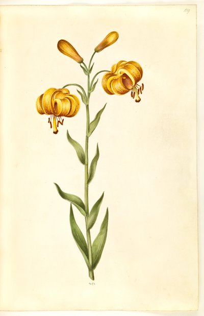 Lilium pyrenaicum (Pyreneen lilja) tekijältä Hans Simon Holtzbecker