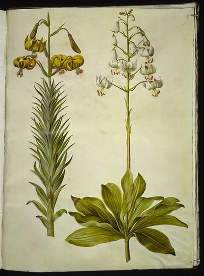 Lilium pyrenaicum (Pyreneen lilja); Lilium martagon (seppele lilja) tekijältä Hans Simon Holtzbecker