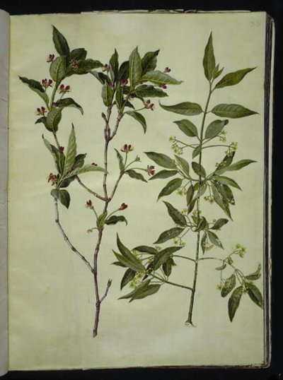 Lonicera alpigena (alppivuohen lehti); Euonymus europaeus (tavallinen luupuu) tekijältä Hans Simon Holtzbecker