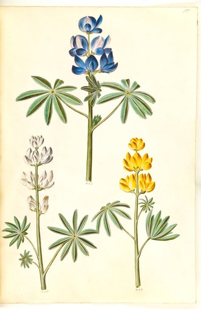Karvainen susi (blå lupin); Valkoinen lupiini (valkoinen lupiini); Keltainen lupiini (gul lupiini) tekijältä Hans Simon Holtzbecker