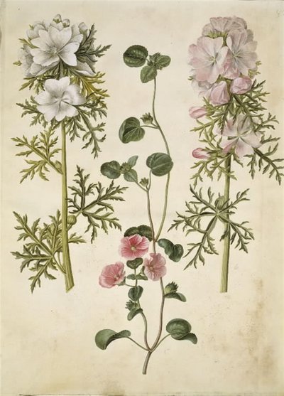 Malva moschata (moskus-katost); Malva eller Malope (art af katost eller malope) tekijältä Hans Simon Holtzbecker
