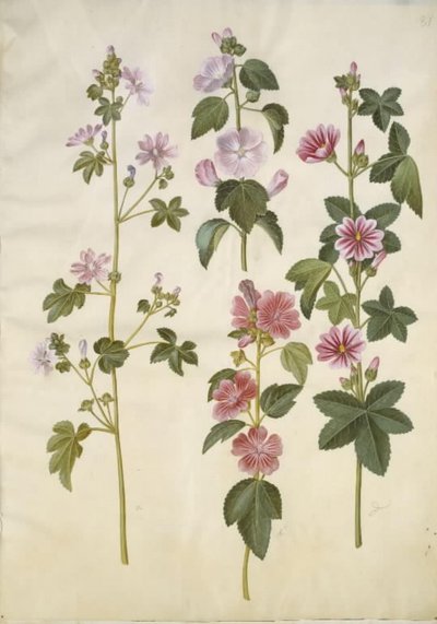 Malva sylvestris (tavallinen kissajuusto); Lavatera thuringiaca (saksan poppeliruusu) tekijältä Hans Simon Holtzbecker