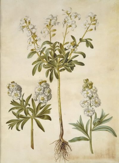 Matthiola incana (vinter-levkøj) tekijältä Hans Simon Holtzbecker