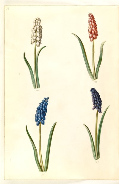 Muscari botryoides (yleinen helmihyasintti) tekijältä Hans Simon Holtzbecker
