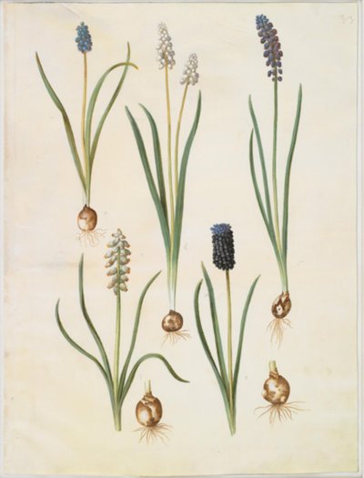Muscari botryoides (almindelig perlehyasint); Muscari racemosum (muskat-perlehyasint); Muscari laiminlyöty tekijältä Hans Simon Holtzbecker