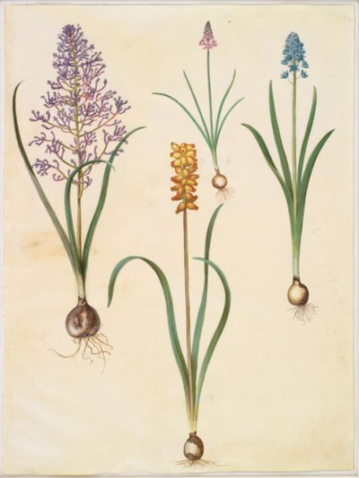 Muscari comosum (kukkahyasintti); Scilla autumnalis (høst-skilla); Hyacinthoides italica (italiensk klokskilla); Muscari macrocarpum (keltainen helmihyasintti) tekijältä Hans Simon Holtzbecker