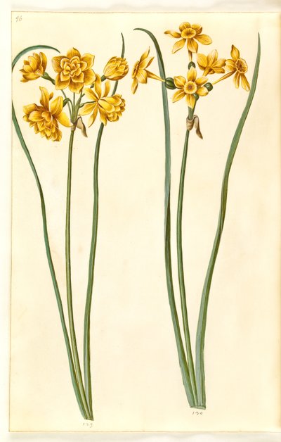 Narcissus jonquilla (siv-narcis) tekijältä Hans Simon Holtzbecker