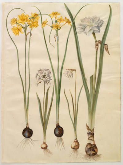Narcissus jonquilla (siv-narcis); Narcissus tazetta (tazet); Narcissus pseudonarcissus moschatus (myski-narcissus); runollinen narsissi (pinselilje) tekijältä Hans Simon Holtzbecker