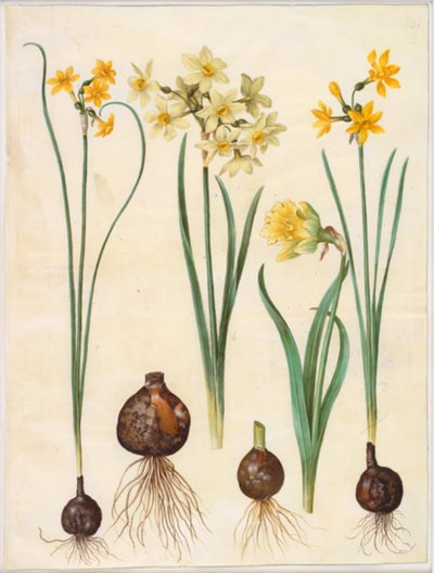 Narcissus jonquilla (rush-narcissus); Narcissus tazetta aureus (kulta-tazet); Narcissus pseudonarcissus bicolor (kaksivärinen narsissi) tekijältä Hans Simon Holtzbecker