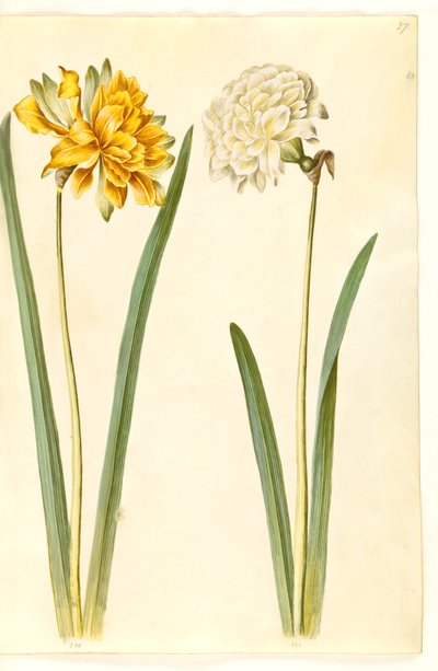 Narcissus pseudonarcissus (narsissi) tekijältä Hans Simon Holtzbecker