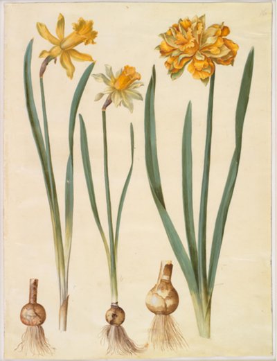 Narcissus pseudonarcissus major (iso narsissi); Narcissus pseudonarcissus bicolor (kaksivärinen narsissi); Narcissus pseudonarcissus tekijältä Hans Simon Holtzbecker