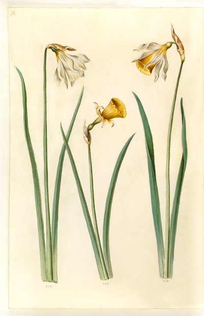 Narcissus pseudonarcissus moschatus (myski-narcissus); Narcissus bulbocodium (krinoliini-narcissus); Narcissus pseudonarcissus (påskelilje) tekijältä Hans Simon Holtzbecker