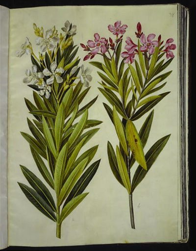 Nerium oleanteri (nerie) tekijältä Hans Simon Holtzbecker