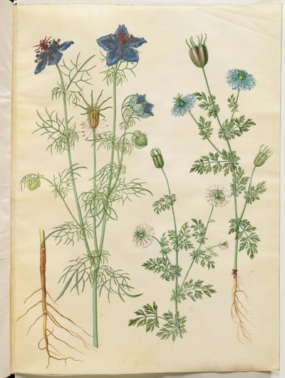 Nigella hispanica (paholainen pensaassa); Nigella sativa (musta kumina) tekijältä Hans Simon Holtzbecker