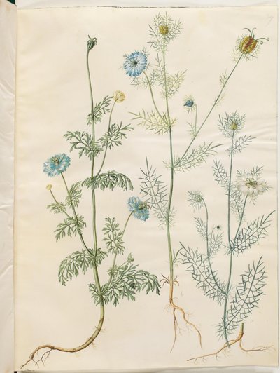 Nigella sativa (musta kumina); Nigella damascena (neitsyt vihreässä) tekijältä Hans Simon Holtzbecker