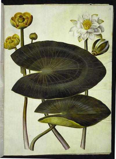 Nuphar lutea (keltainen lumpeen); Nymphaea alba (valkoinen lumpeen) tekijältä Hans Simon Holtzbecker