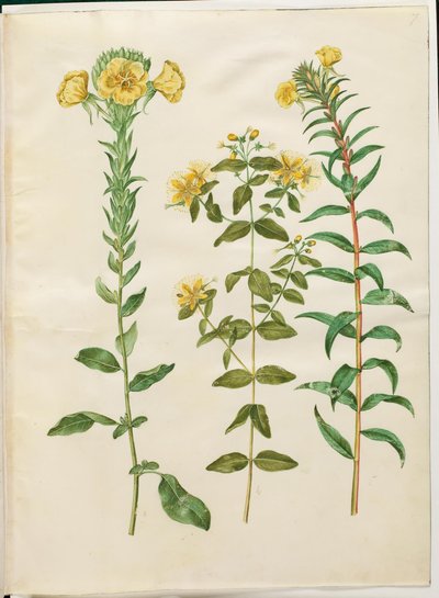 Oenothera biennis (kaksivuotinen helokki); Hypericum hircinum (haiseva mäkikuisma); Oenothera rubricaulis (punahedelmäinen helokki) tekijältä Hans Simon Holtzbecker