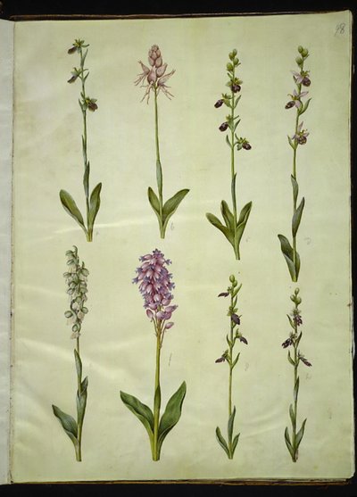 Ophrys apifera tai Ophrys sphegodes (mehiläiskärpäsen kukka tai varhainen kärpäskukka); "Orchis simia" (fantasiakukka); Ophrys apifera (mehiläiskärpäsen kukka); Orchis (käkiyrtti); Orchis militaris (Knight