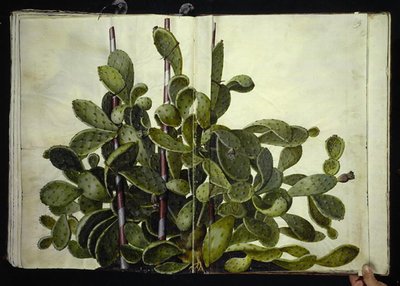 Opuntia ficus-indica, Opuntia humifusa tai Opuntia monacantha (art af figenkaktus) tekijältä Hans Simon Holtzbecker