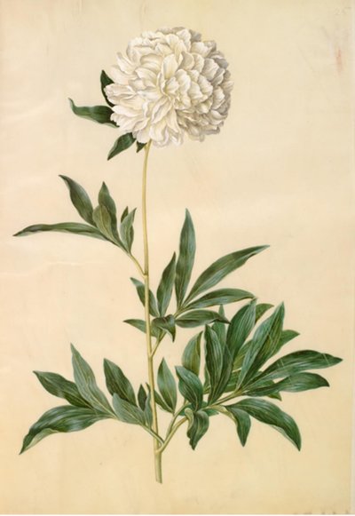 Paeonia lactiflora (silkkipioni) tekijältä Hans Simon Holtzbecker