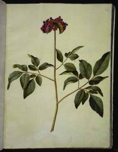 Urospioni (ruusu-silkeplante) tekijältä Hans Simon Holtzbecker