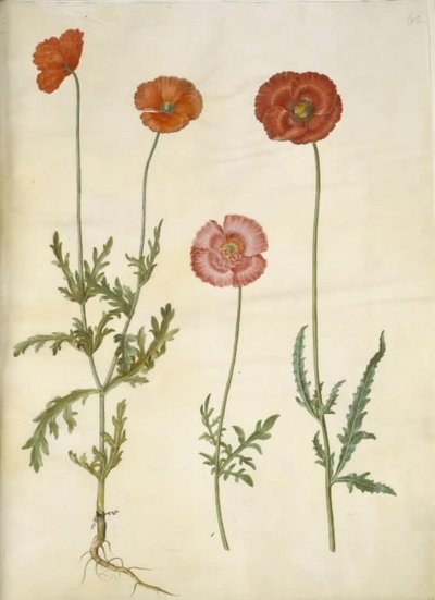 Papaver dubium (aidan unikko); Papaver rhoeas (jyväunikko) tekijältä Hans Simon Holtzbecker