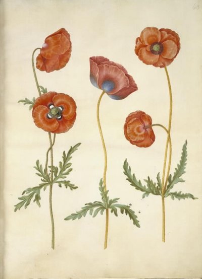 Papaver rhoeas (jyväunikko) tekijältä Hans Simon Holtzbecker