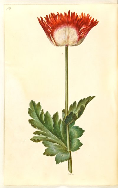 oopiumiunikko (oopiumunikko) tekijältä Hans Simon Holtzbecker