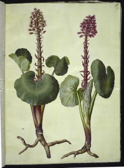 Petasites hybridus (punainen hevosenkenkä) tekijältä Hans Simon Holtzbecker