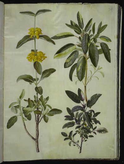 Phlomis fruticosa (tavallinen lohikäärme); Salvia officinalis (salvia) tekijältä Hans Simon Holtzbecker