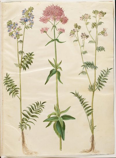 Polemonium caeruleum (tavalliset Jaakobin tikkaat); Centranthus ruber (punainen itiövaleriaani) tekijältä Hans Simon Holtzbecker