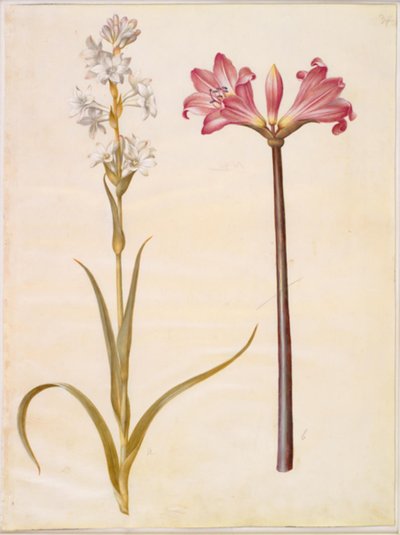 Polianthes tuberosa (tuberoosi); Amaryllis belladonna (belladonnalilje) tekijältä Hans Simon Holtzbecker