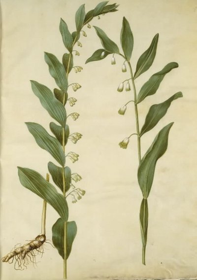Polygonatum multiflorum (stor konval); Polygonatum odoratum (kantet konval) tekijältä Hans Simon Holtzbecker