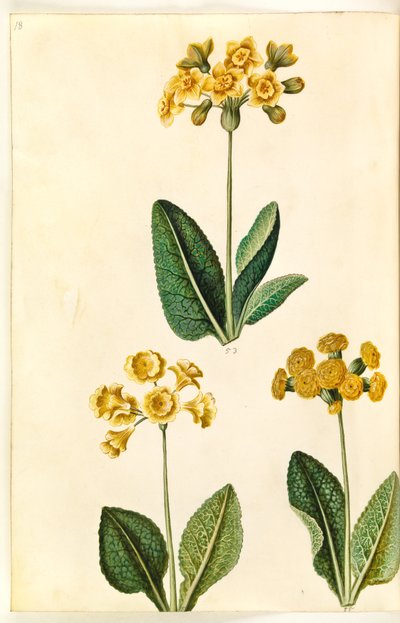 Primula × polyantha (?); Keväthelokkia (?) tekijältä Hans Simon Holtzbecker