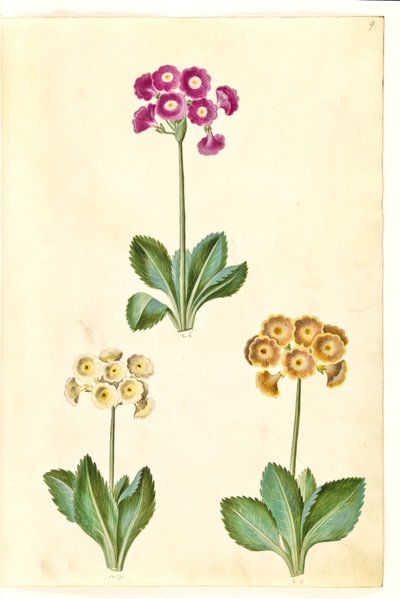 Primula × pubescens (have-aurikel) tekijältä Hans Simon Holtzbecker