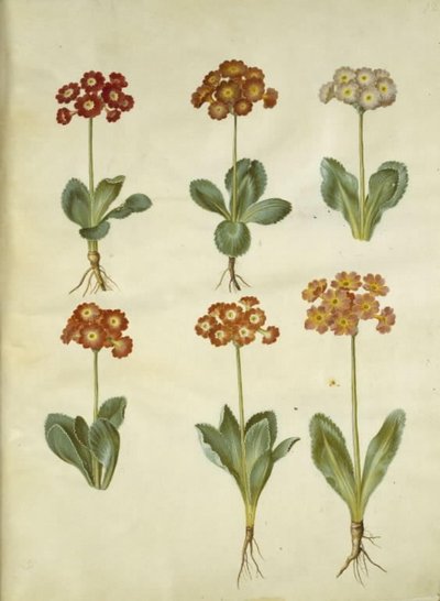 Primula × pubescens (have-aurikel) tekijältä Hans Simon Holtzbecker