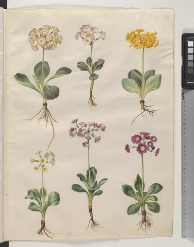 Primula × pubescens Wulfen (have-auricula) tekijältä Hans Simon Holtzbecker